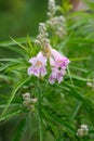 Desert willow Chilopsis linearis fragrant pink flowers and buds Royalty Free Stock Photo